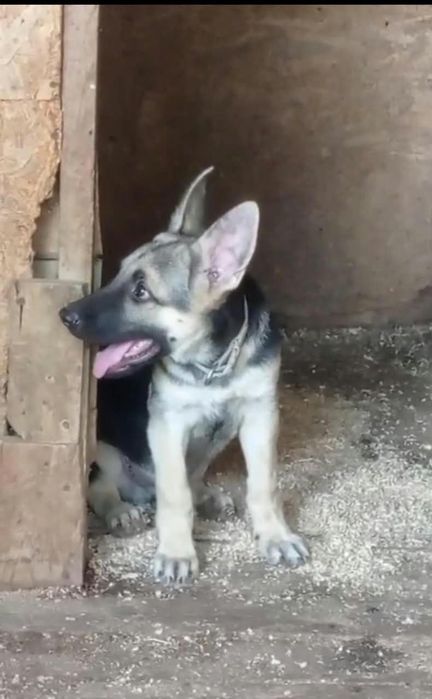 Мальчик ВЕО с документами fci