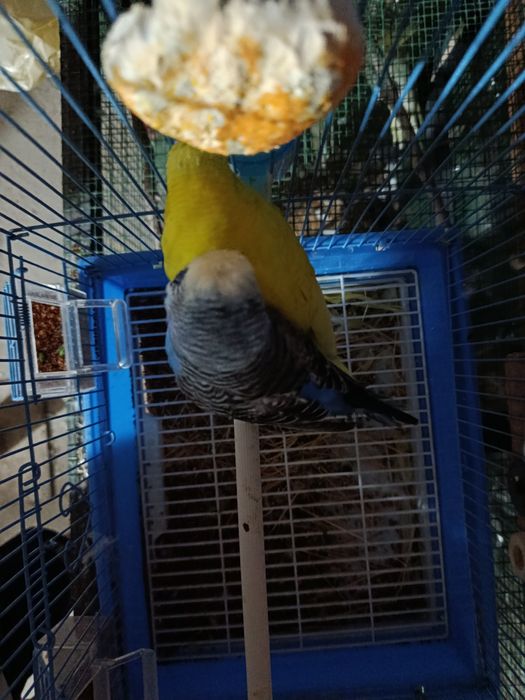 Andurka sotiladi nar va moda 550ming dostafka yuq manzil qashqadaryo