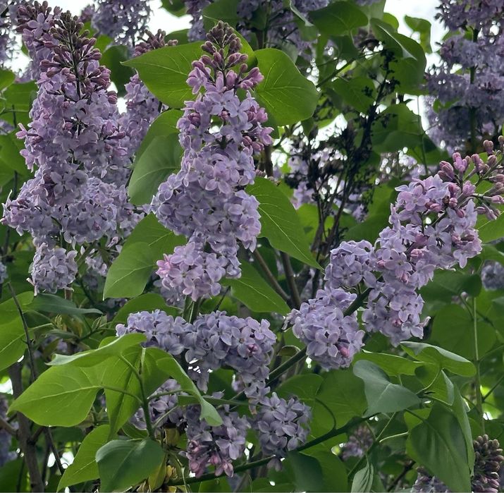 Продам букеты серени