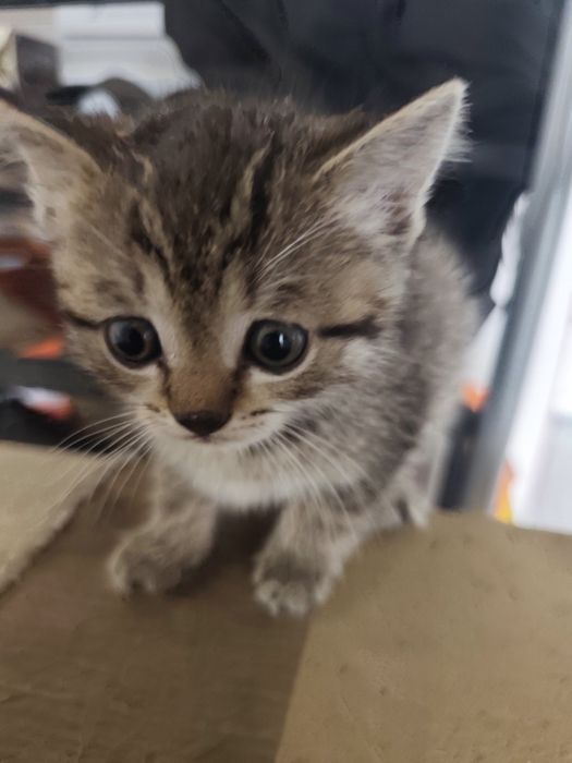 Котята, 2 месяца