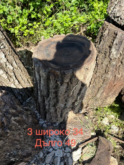 Дървета за продаване