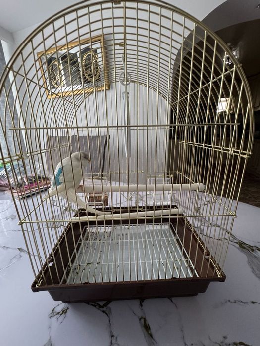 Попугай с клеткой