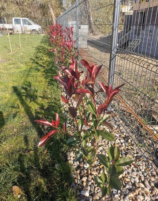 Tuia smaragd, prunus, photinia red robin, bambus