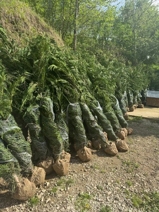 Leylandii Chiparos