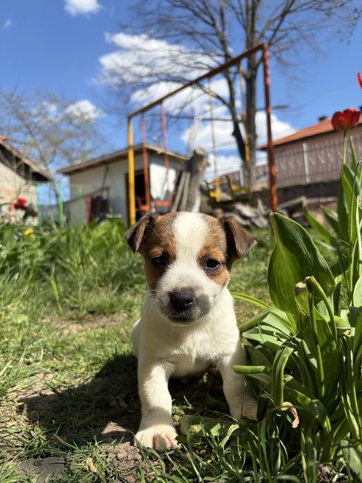 Джак ръсел териер