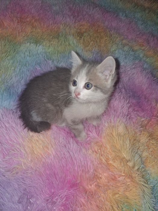 КОТЯТА! Отдам в добрые руки!