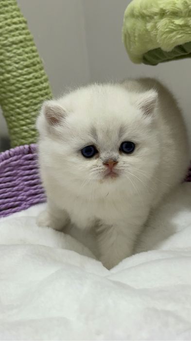 Чистокровные британские шиншиллы!