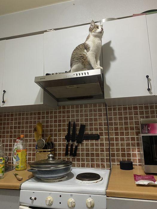 Потерялась кошка Мими