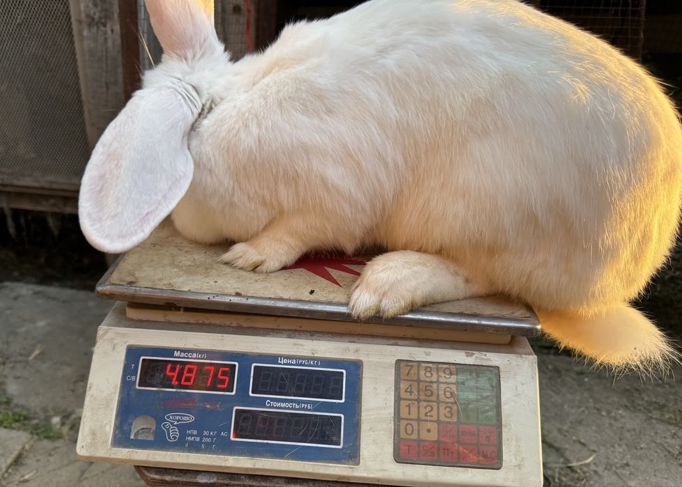 Крольчата, кролики