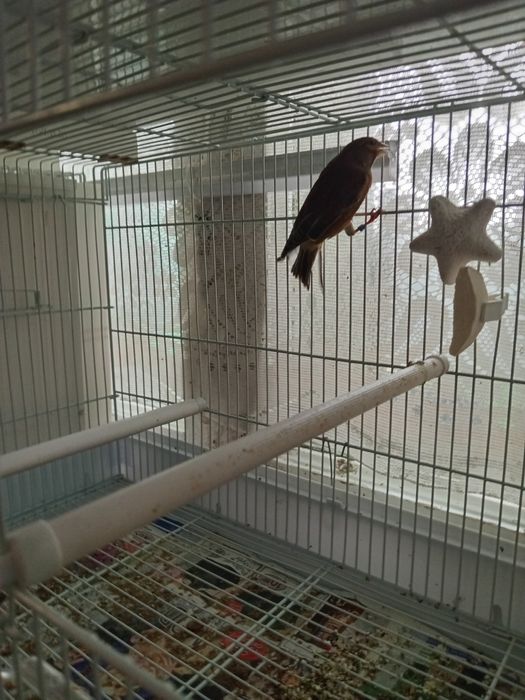 Гебриды щегол и репел.