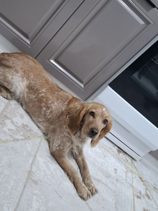 Продаются чистокровные  щенки спаниеля