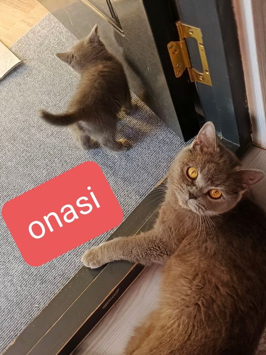 Scotish strayt zotli seriy mushuk