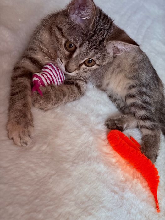 Котенок девочка ждёт семью