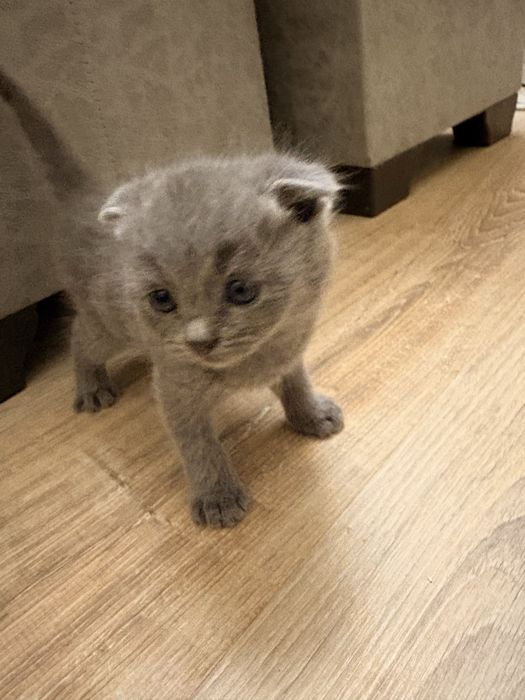 Mushuk Scottish Fold