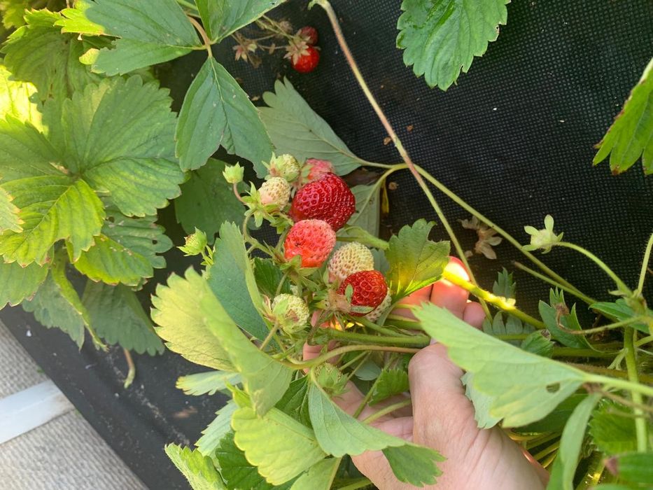 Продам дачу с/т Локомотив.