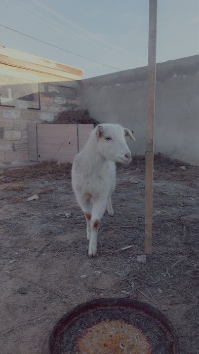 семіз шыбыш ешкі сатылады