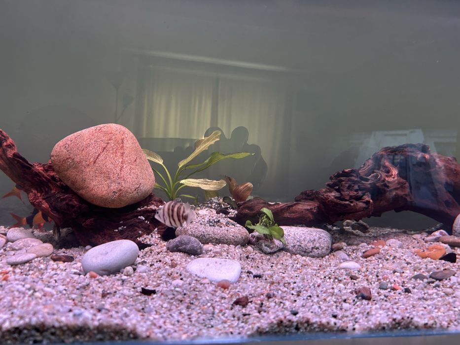 Тигрови риби Datnioides microlepis