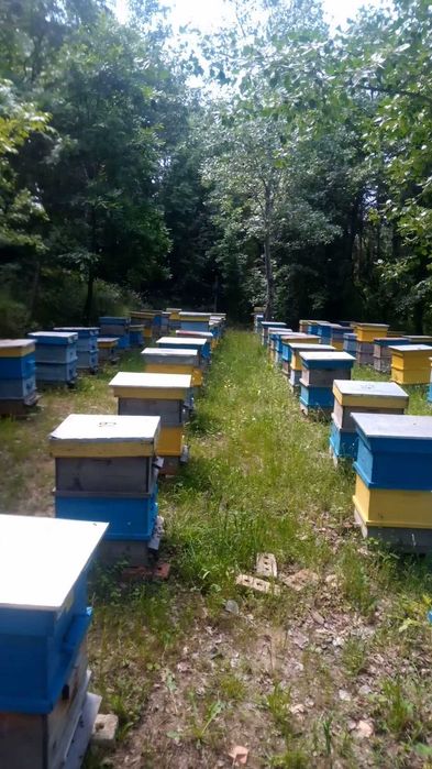 Продавам пчелен мед