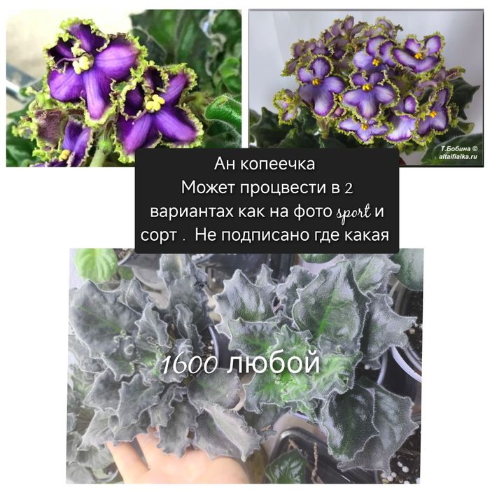 Фиалки сортовые взрослые