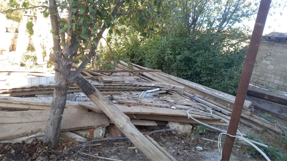 Отын агаштары тегін