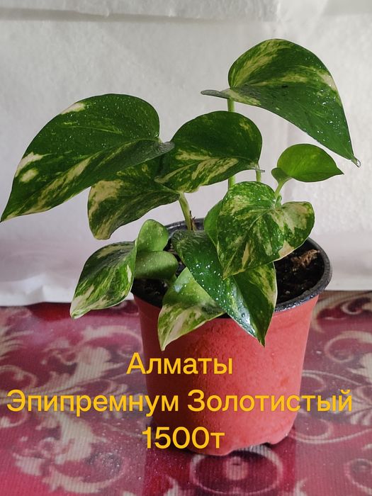 Продам Хобби для души