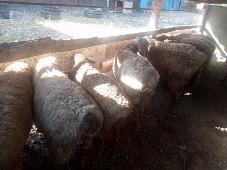 Тоқтылар бар сатылатын