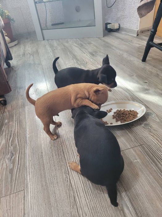 Сладки,красиви пинчери