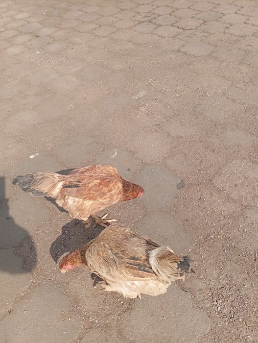 Продам курят влд