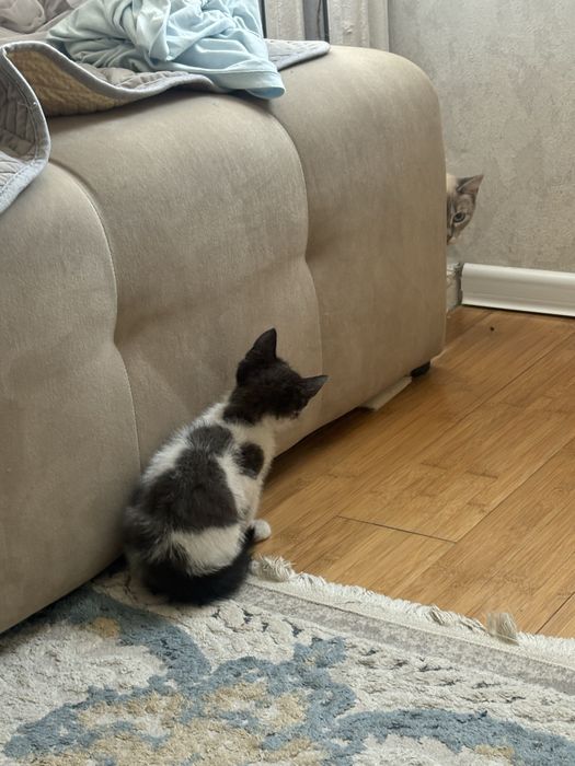 Отдам в добрые руки котенка