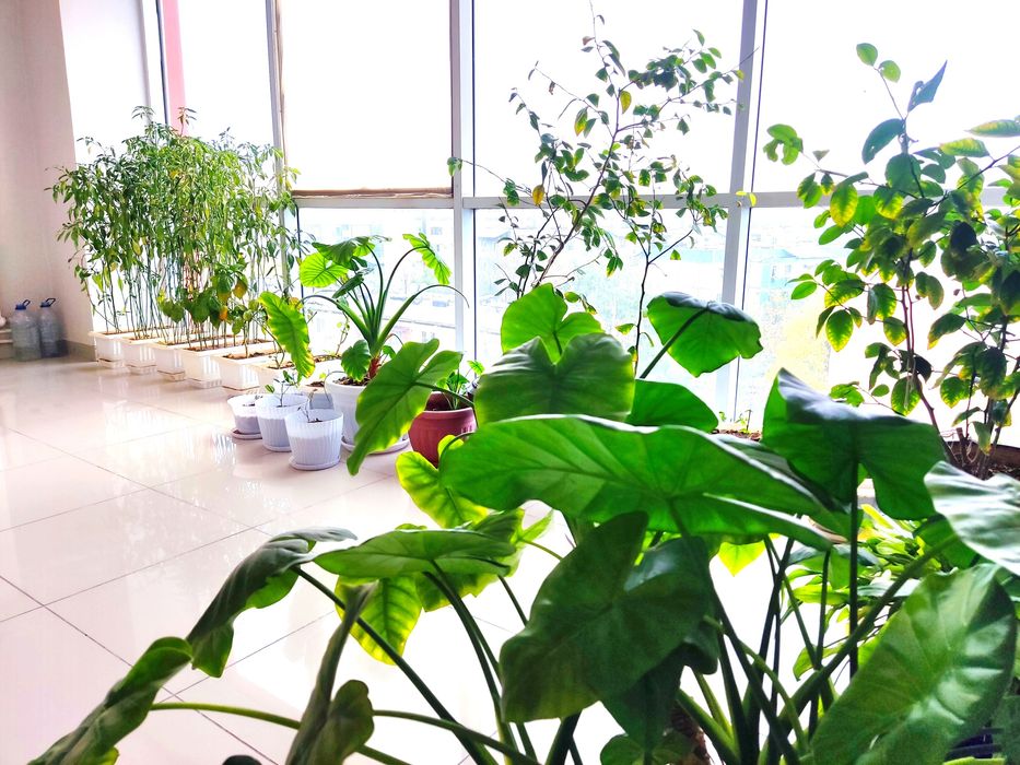 Аренда офиса на Паркентском, риёзий, завод шампанских вин