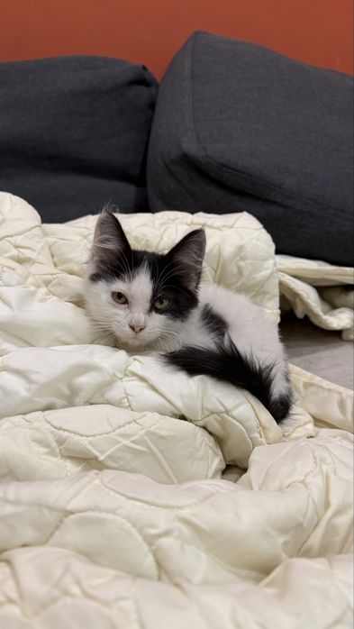 Котенок ищет дом