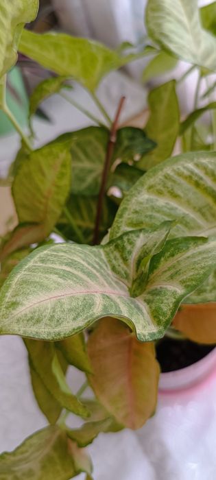 Сингониум Конфетти