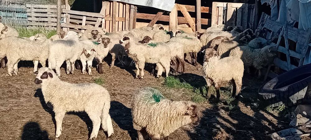 Miei de vinzare150 bucati pret 23 neg