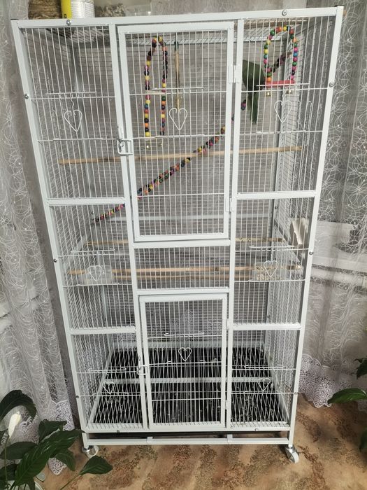 Попугай Ожереловый (Индийский)