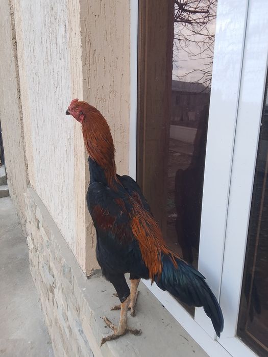 Dakan xuroz sotiladi