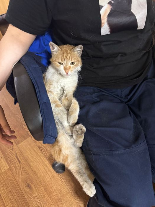 Здравствуйте! Девочки ищут дом! Жили на заводе