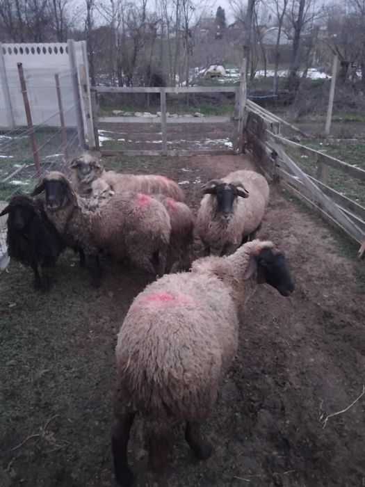 Vând o oaie fătată şi restul gestante