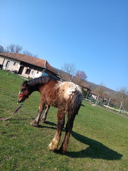 Mânză noricher in 14 iunie face 1an