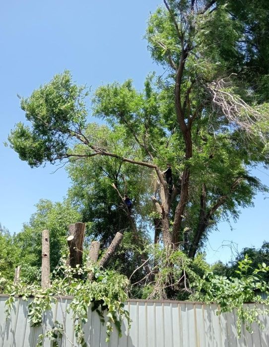 Спил дерево и обрезка