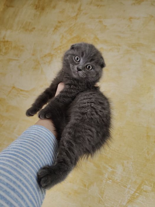 Скоттиш Шотландские Фолды