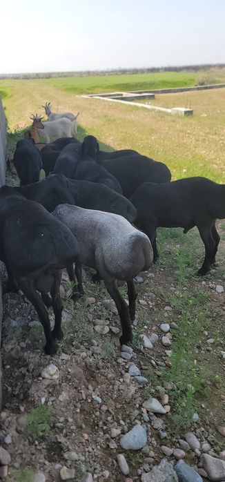 Продам баранов готовый