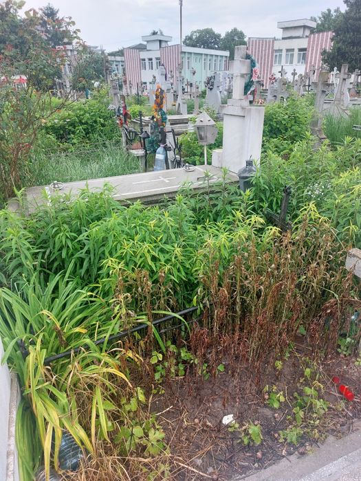 Vand Loc de Veci, CAVOU, Cimitirul Central