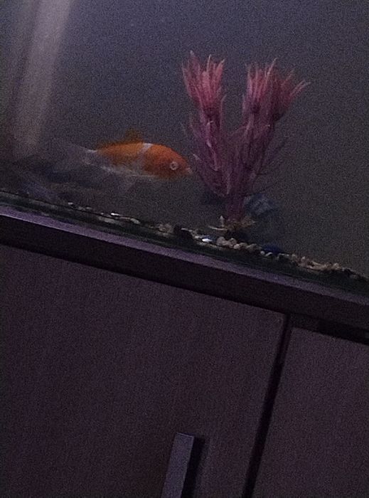 Яркий карп кое золотистый