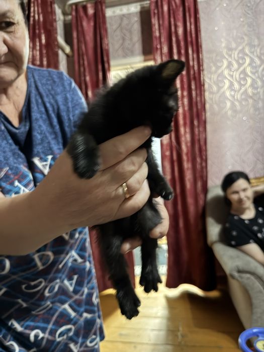 Отдам котят в добрые руки