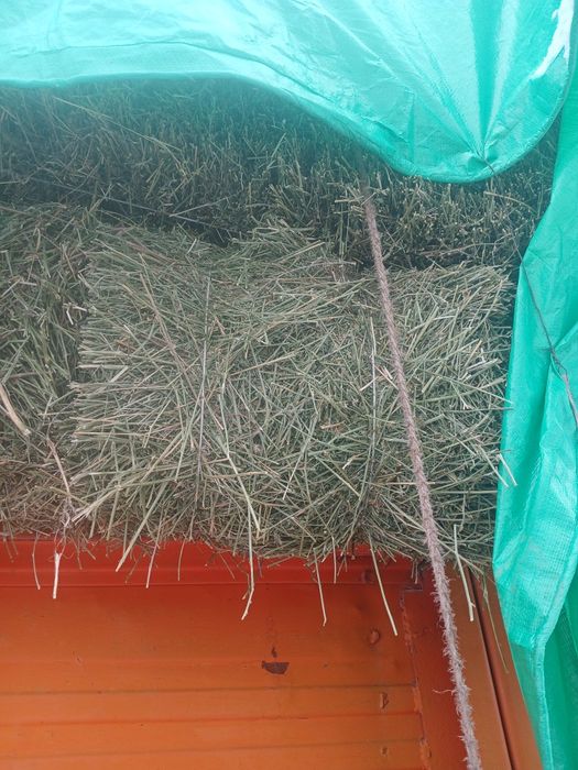 Жонышқа сатылады 3укос