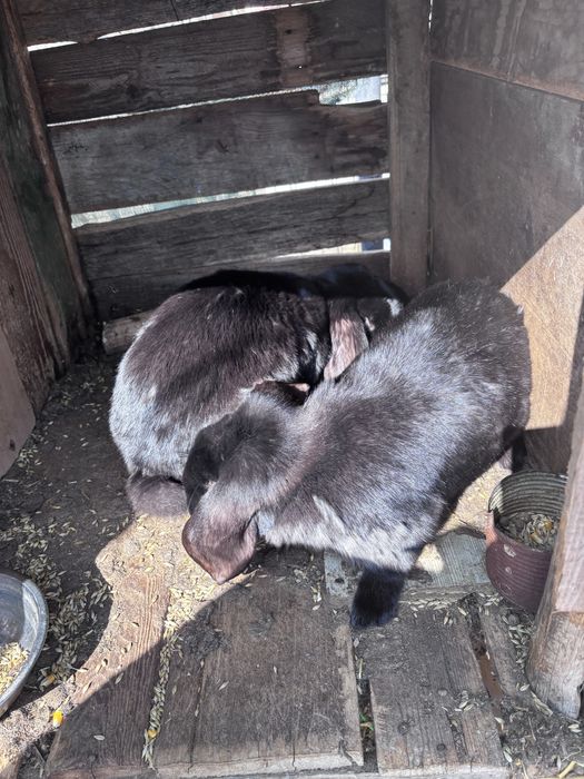 Femele berbec german