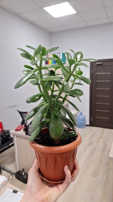 Денежное дерево ,толстянка (крассула)