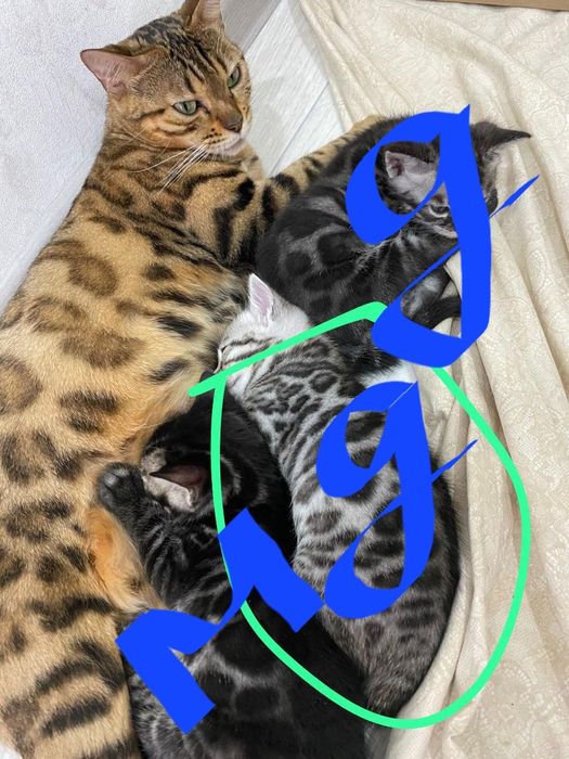 Бенгальская девочка