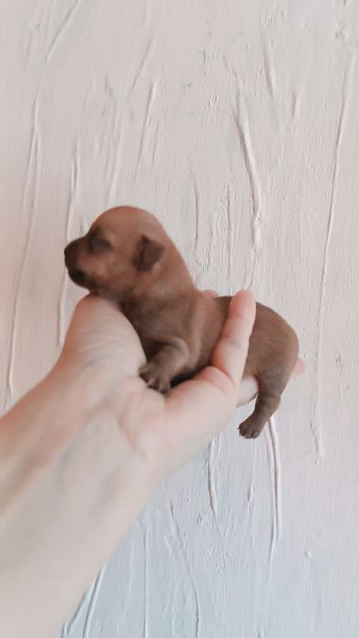 Мини  щенок  чихуахуа