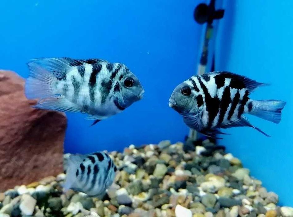 поменяю рыбок попугаев сапфировых